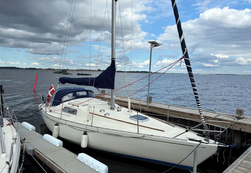 Scampi 30